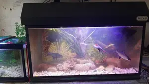 Fish Tank With All Accessories