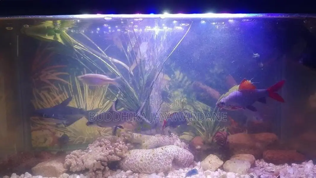 Fish Tank With All Accessories