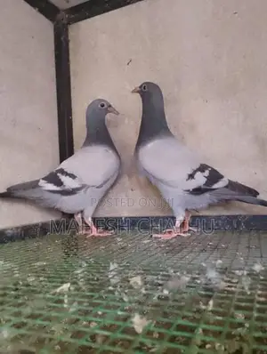 රේසින් හෝමර්.⏰