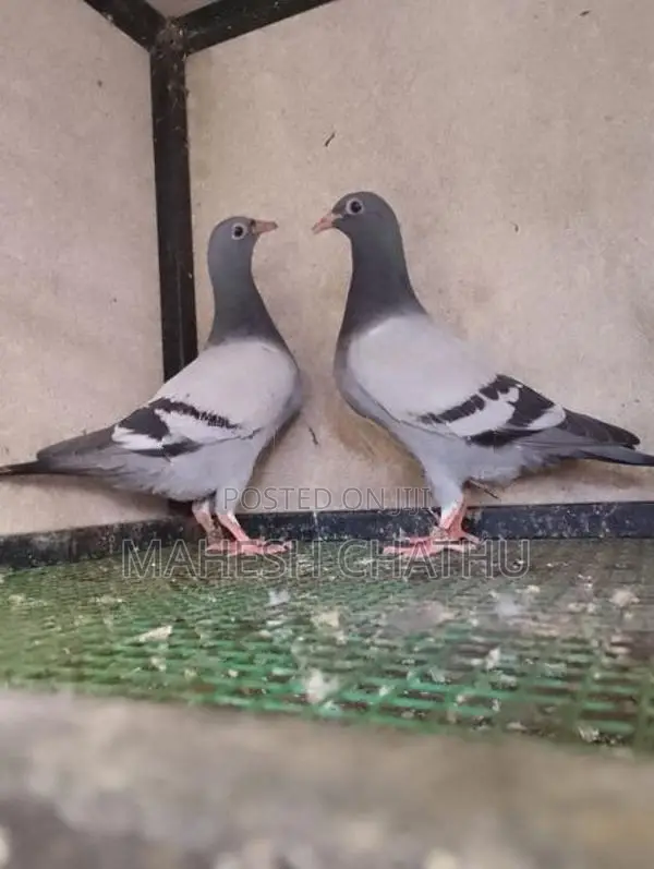 රේසින් හෝමර්.⏰