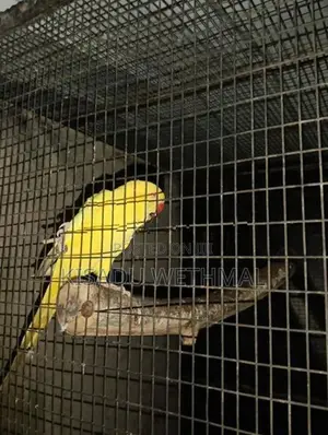 Yellow Ringneck Birds