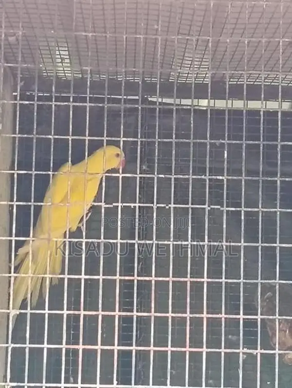 Yellow Ringneck Birds