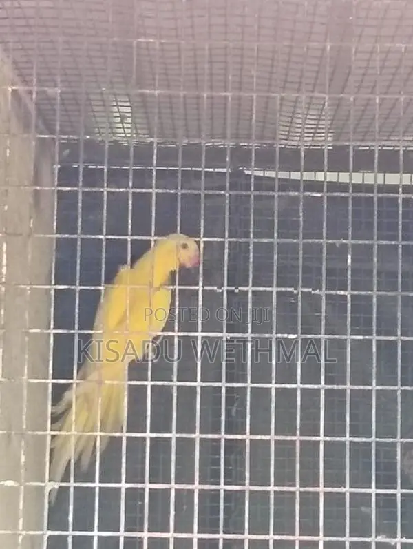 Yellow Ringneck Birds