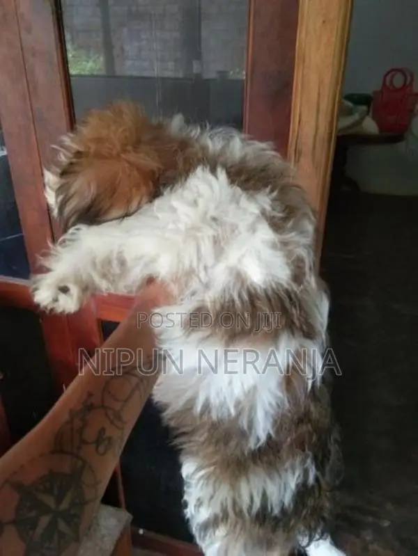 ෂිට්සු බලු පැටවු