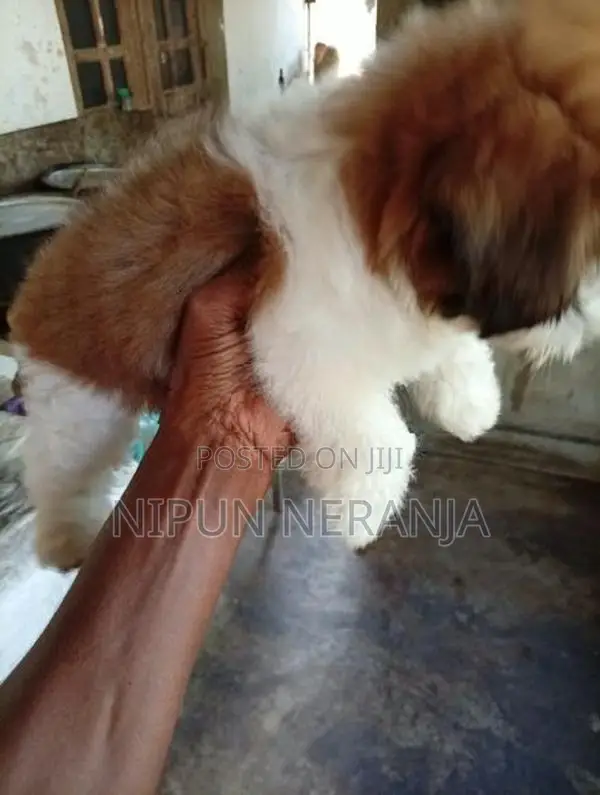 ෂිට්සු බලු පැටවු