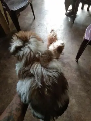 ෂිට්සු