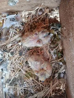 Pigeon