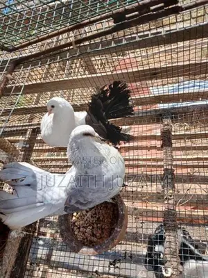 Pigeon