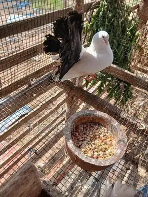 Pigeon