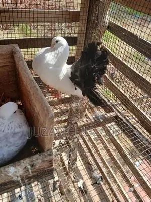 Pigeon