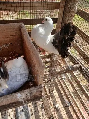 Pigeon
