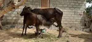 பசுவும் நாகு கன்றும்