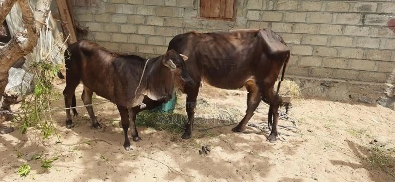 பசுவும் நாகு கன்றும்