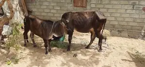 பசுவும் நாகு கன்றும்