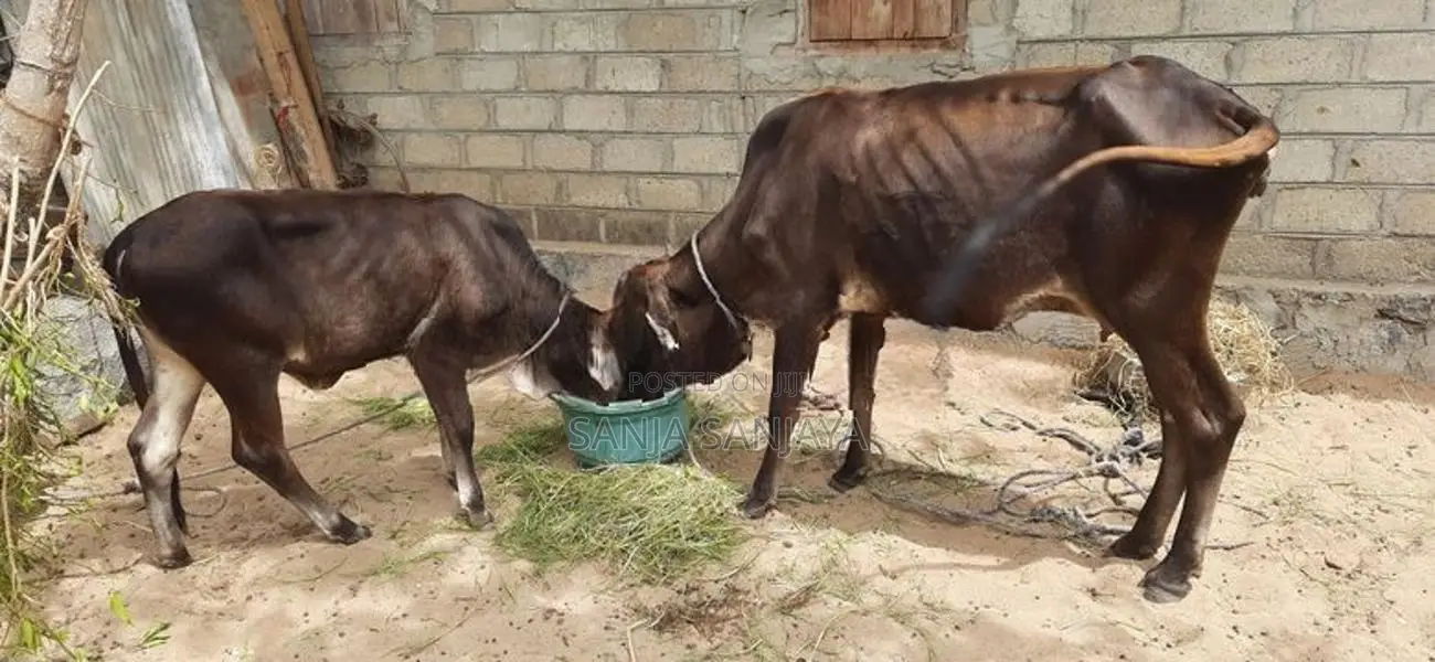 பசுவும் நாகு கன்றும்
