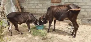 பசுவும் நாகு கன்றும்