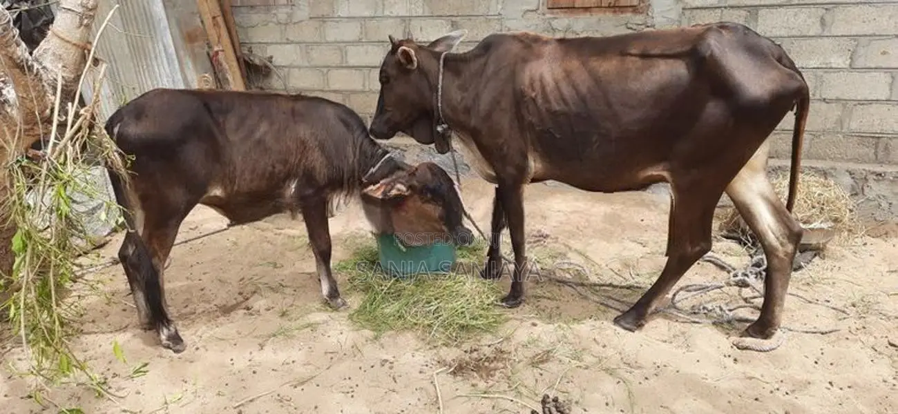 பசுவும் நாகு கன்றும்