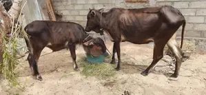 பசுவும் நாகு கன்றும்