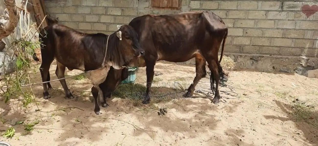 பசுவும் நாகு கன்றும்