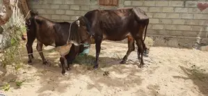 பசுவும் நாகு கன்றும்
