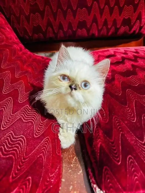 Himalayan Persian