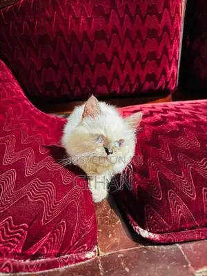 Himalayan Persian