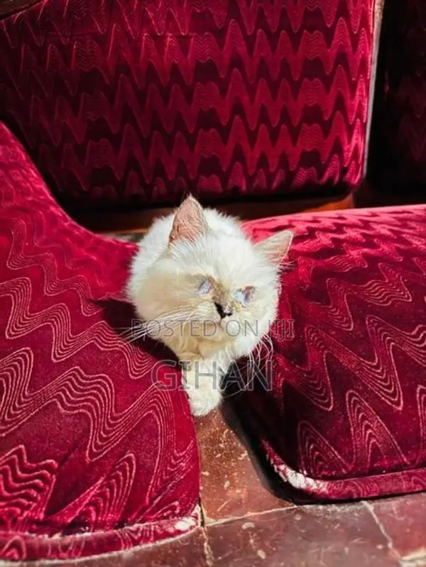 Himalayan Persian