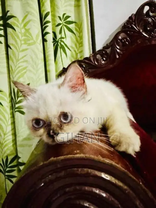 Himalayan Persian