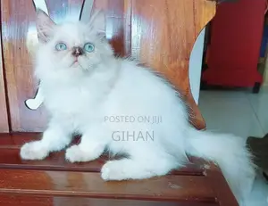 Himalayan Persian