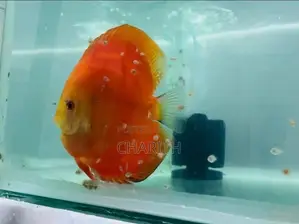 Discus Fish