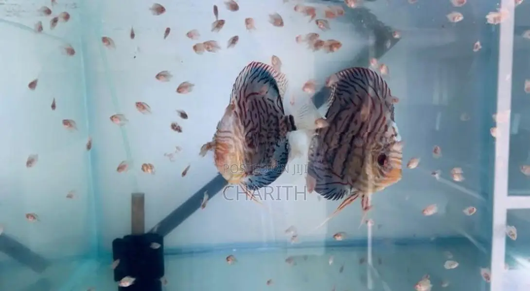 Discus Fish