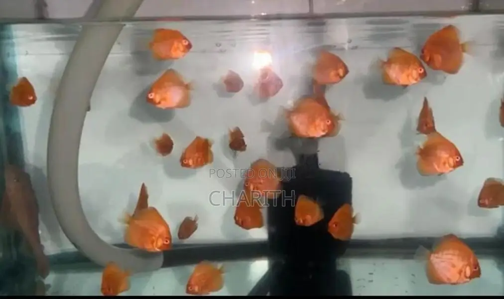Discus Fish