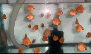 Discus Fish