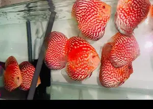 Discus Fish