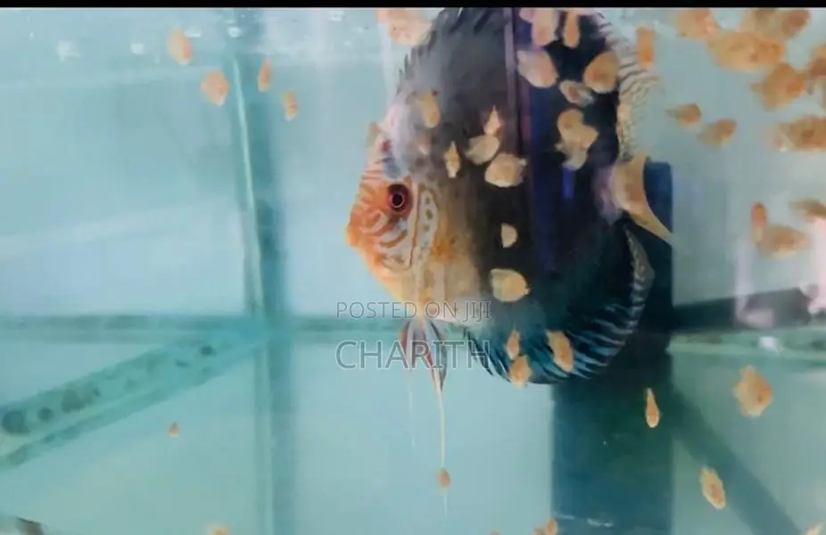 Discus Fish