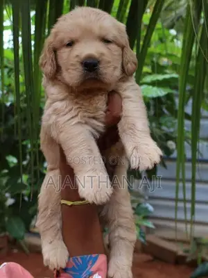 Golden Retriever Puppies