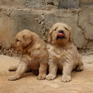 Golden Retriever Puppies