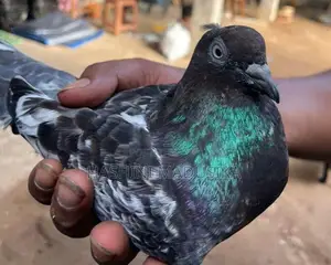 Pigeons