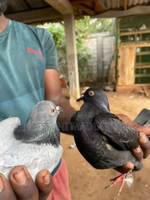 Pigeons