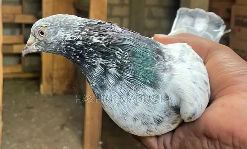 Pigeons