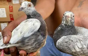 Pigeons