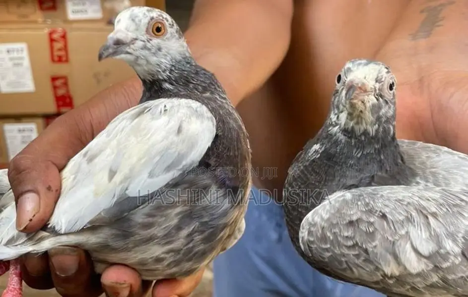 Pigeons