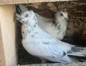 Pigeons