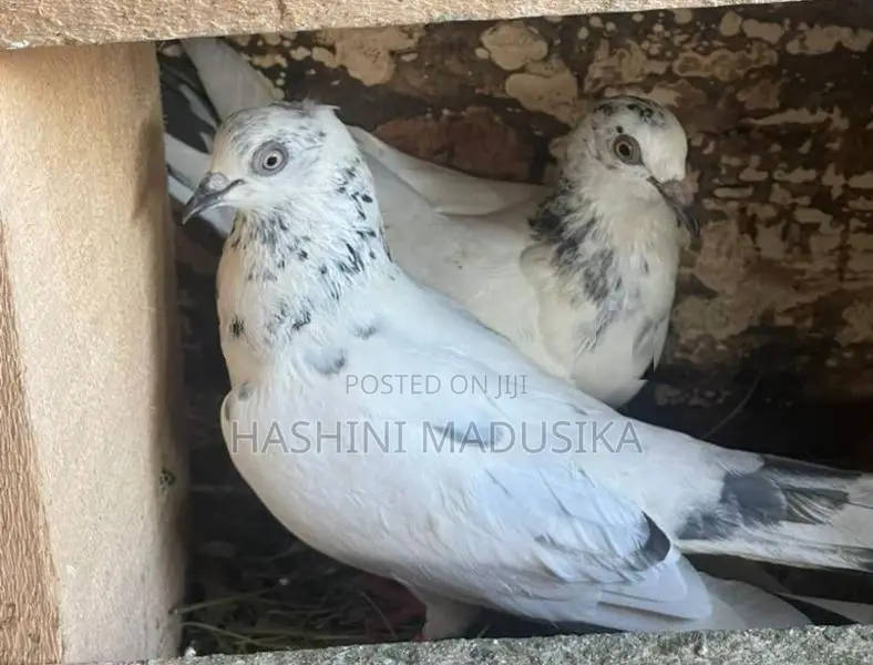 Pigeons