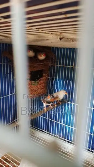 Exotic Finch