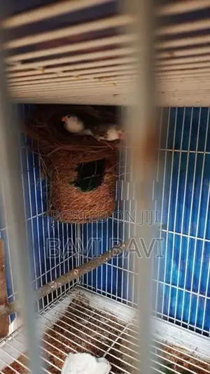 Exotic Finch