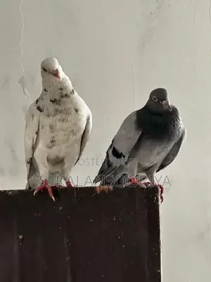 Pigeon