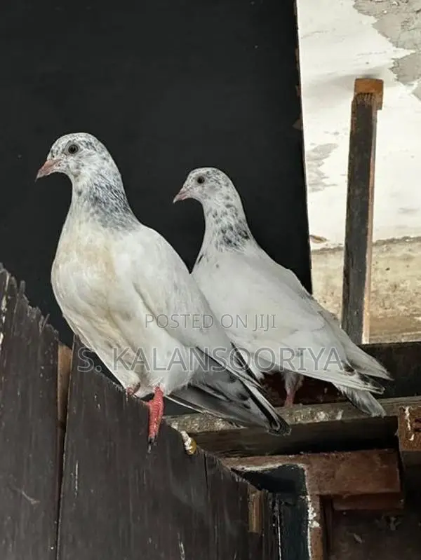 Pigeon