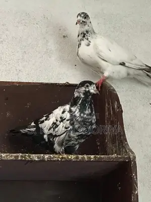 Pigeon