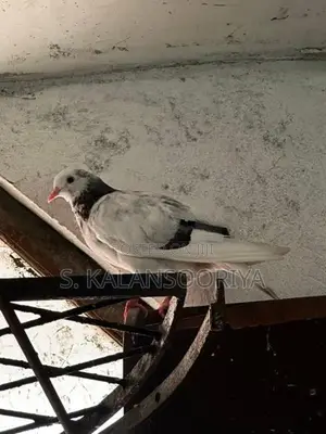 Pigeon